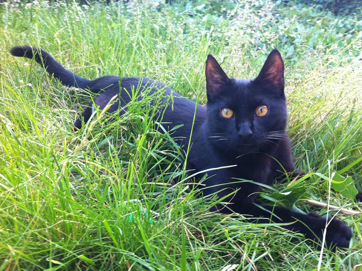 Huskat Bagheera billede 6