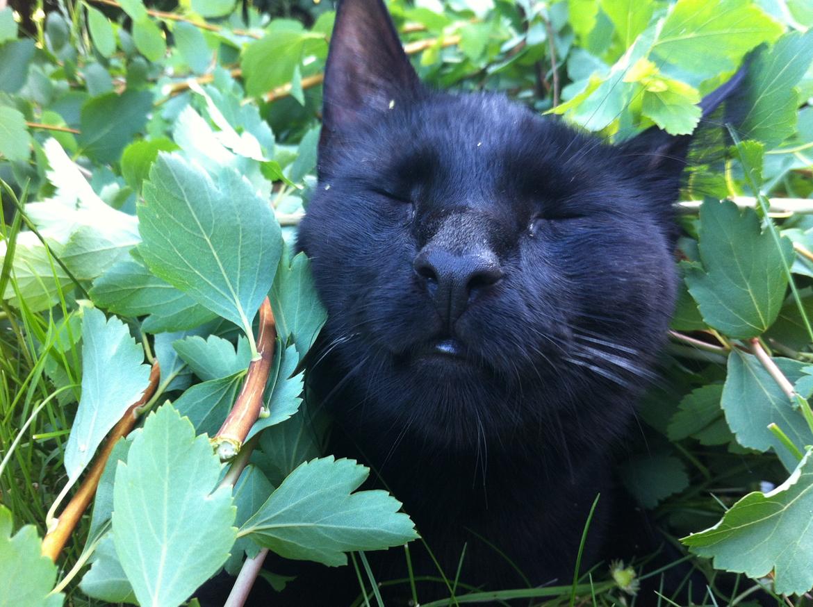 Huskat Bagheera billede 3