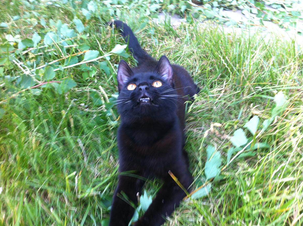 Huskat Bagheera billede 2