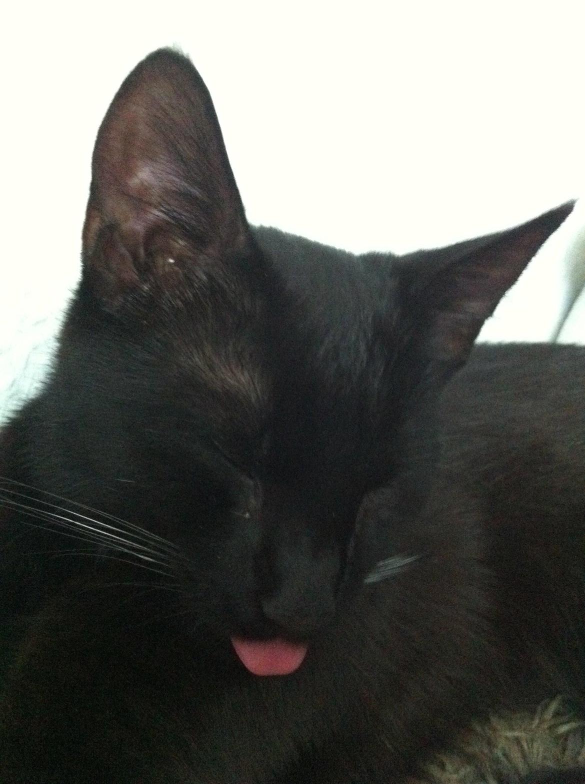 Huskat Bagheera billede 9