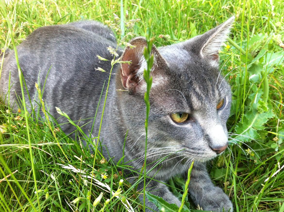 Huskat Kili billede 2