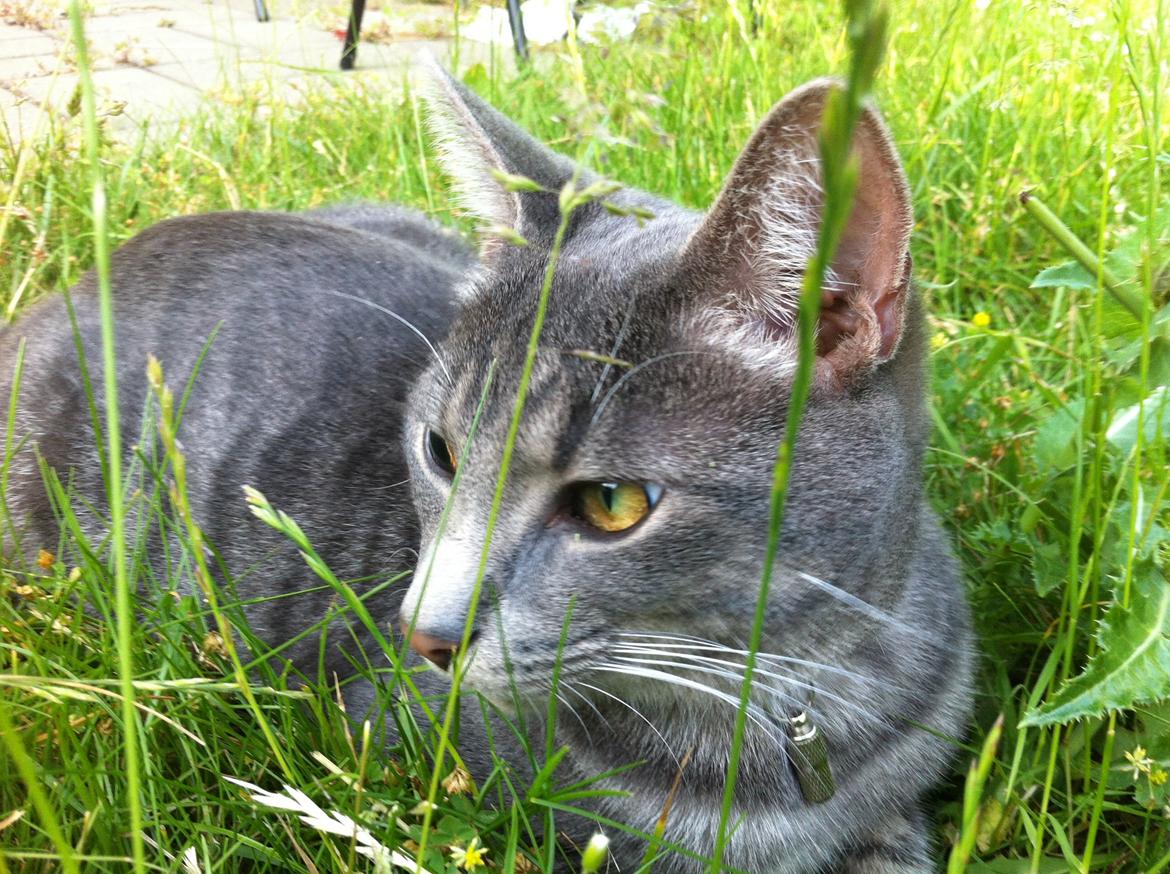 Huskat Kili billede 7