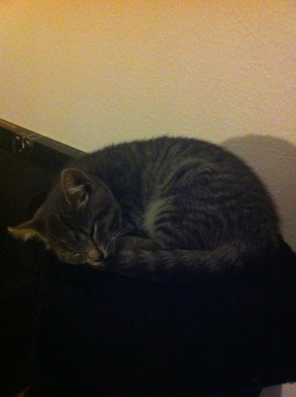 Huskat Kili billede 3