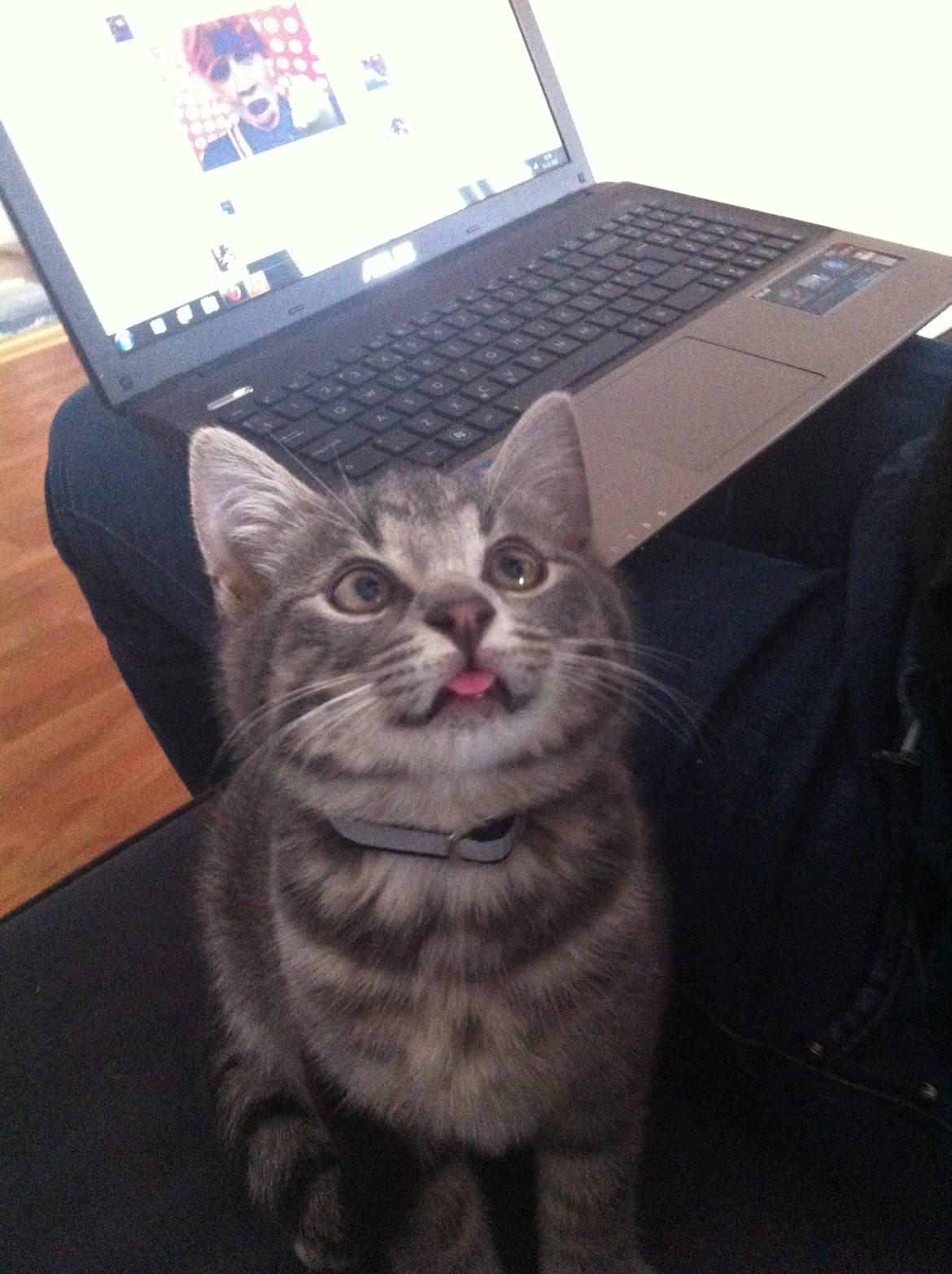 Huskat Kili billede 4