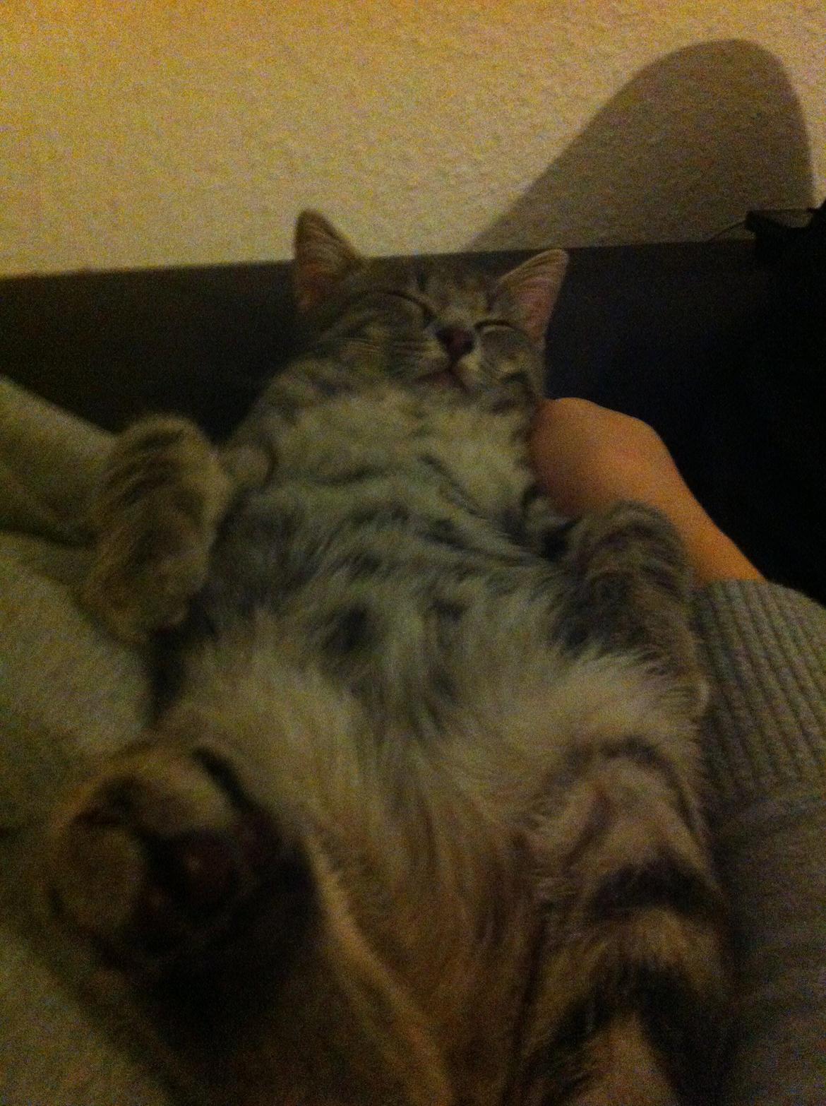 Huskat Kili billede 5