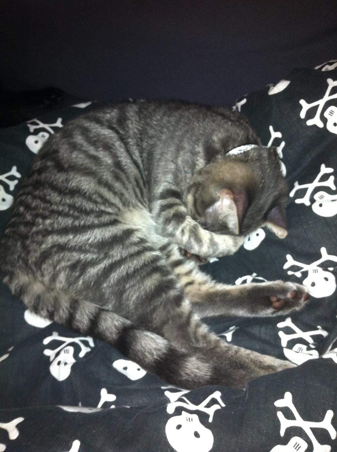 Huskat Kili billede 1