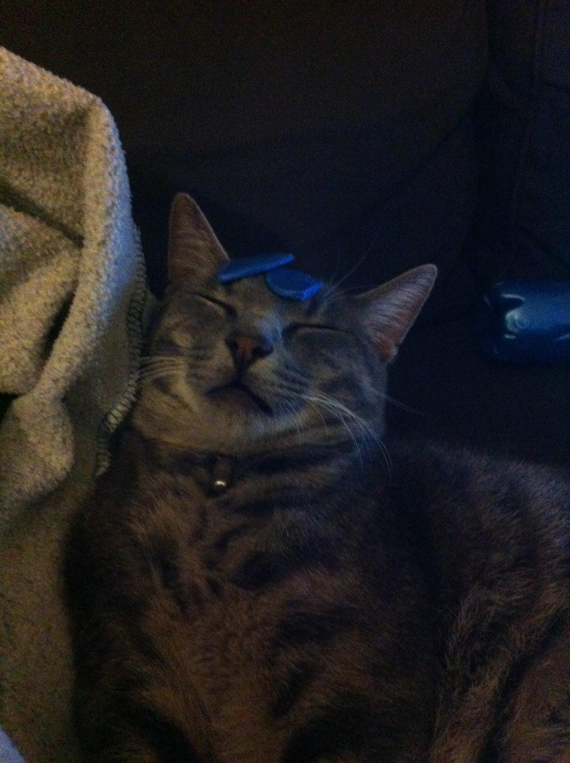 Huskat Kili billede 6