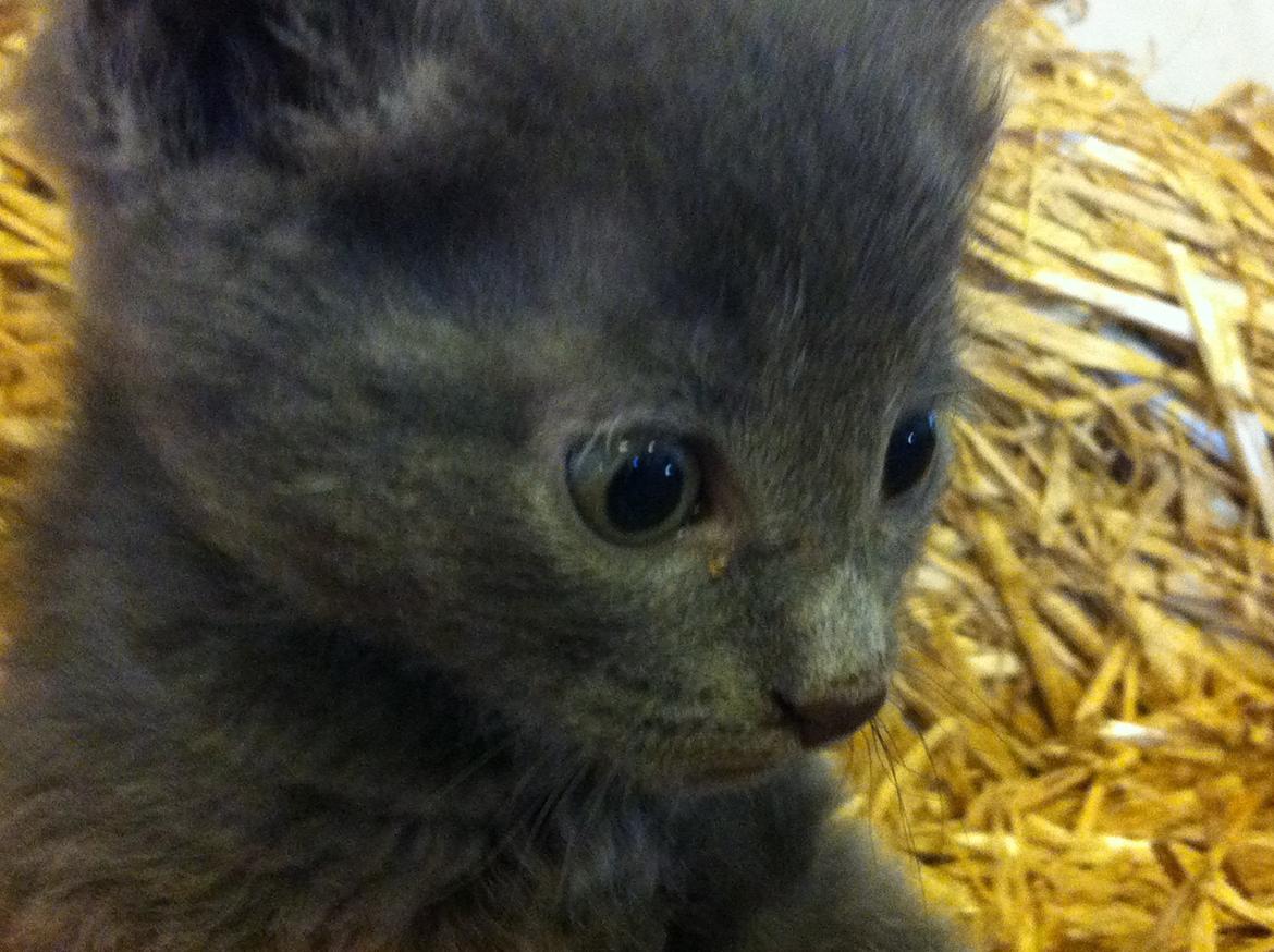 Huskat Joker<3 (Sov sødt min lille nusse<3) R.I.P billede 8