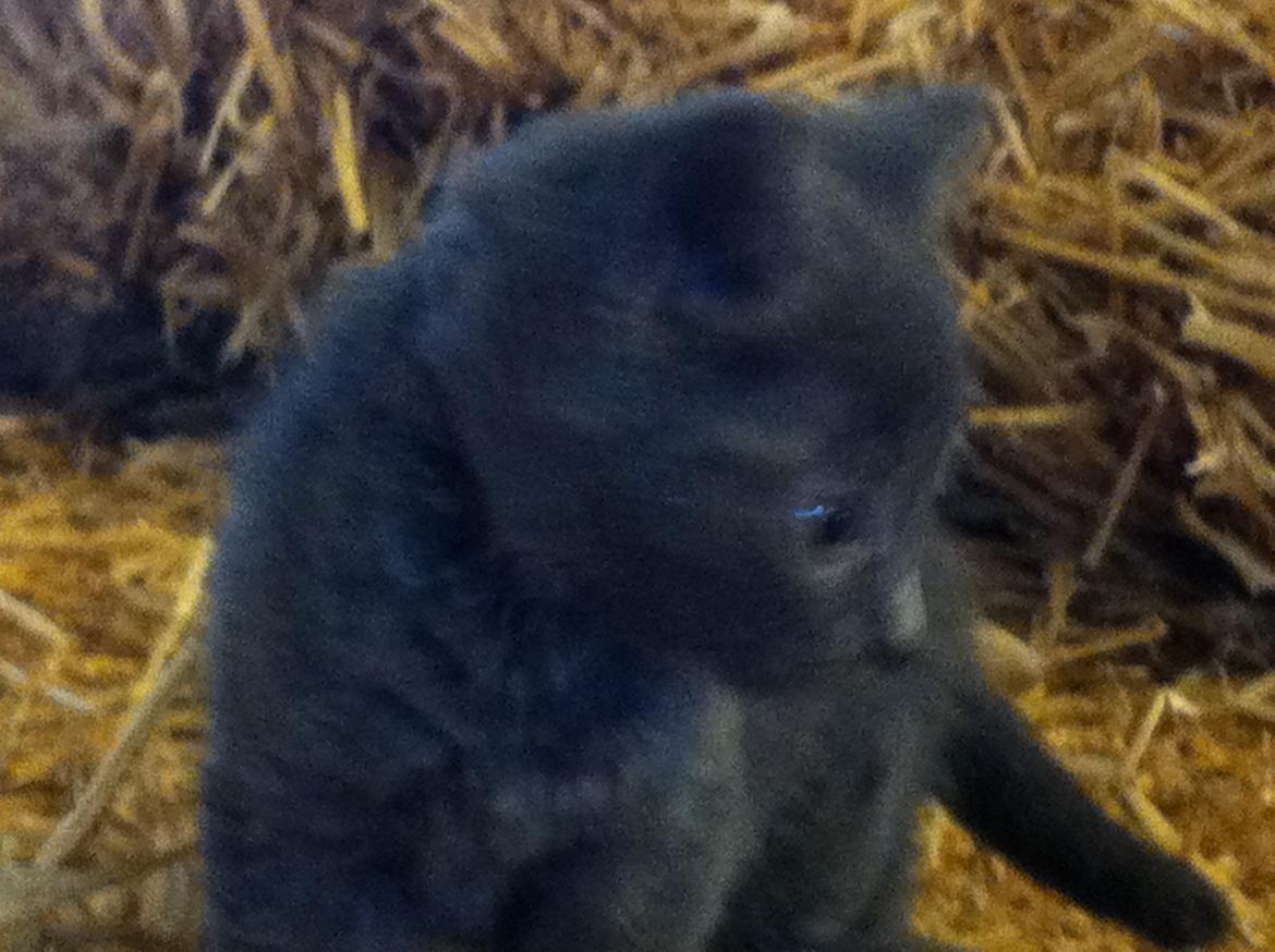 Huskat Joker<3 (Sov sødt min lille nusse<3) R.I.P billede 9