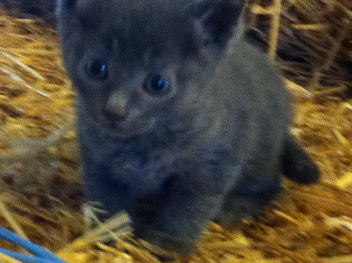 Huskat Joker<3 (Sov sødt min lille nusse<3) R.I.P billede 4