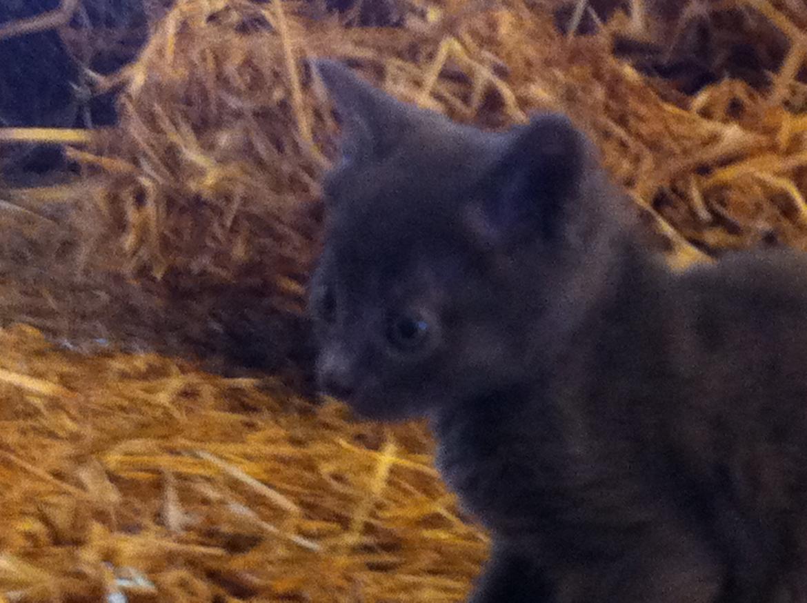 Huskat Joker<3 (Sov sødt min lille nusse<3) R.I.P billede 10