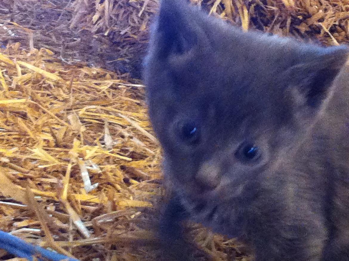 Huskat Joker<3 (Sov sødt min lille nusse<3) R.I.P billede 11