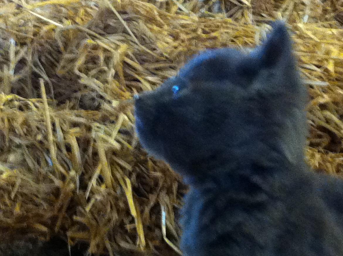 Huskat Joker<3 (Sov sødt min lille nusse<3) R.I.P billede 12