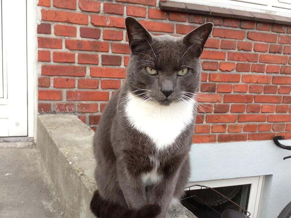 Huskat Dambakken's Freddy billede 17