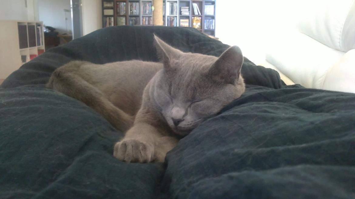 Chartreux Gizmo - Gizmo putter med "mor" på sofaen. billede 1