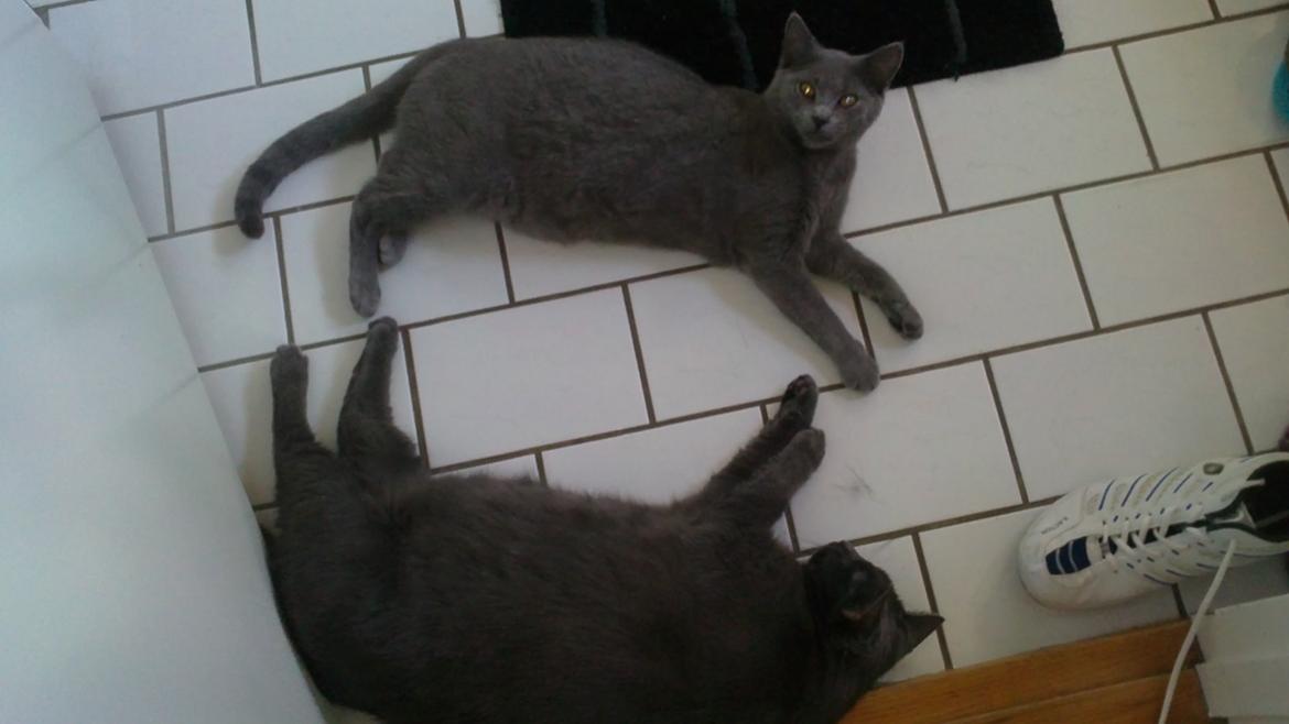 Chartreux Gizmo - Gizmo og storebror Tom hygger på gulvvarmen billede 2
