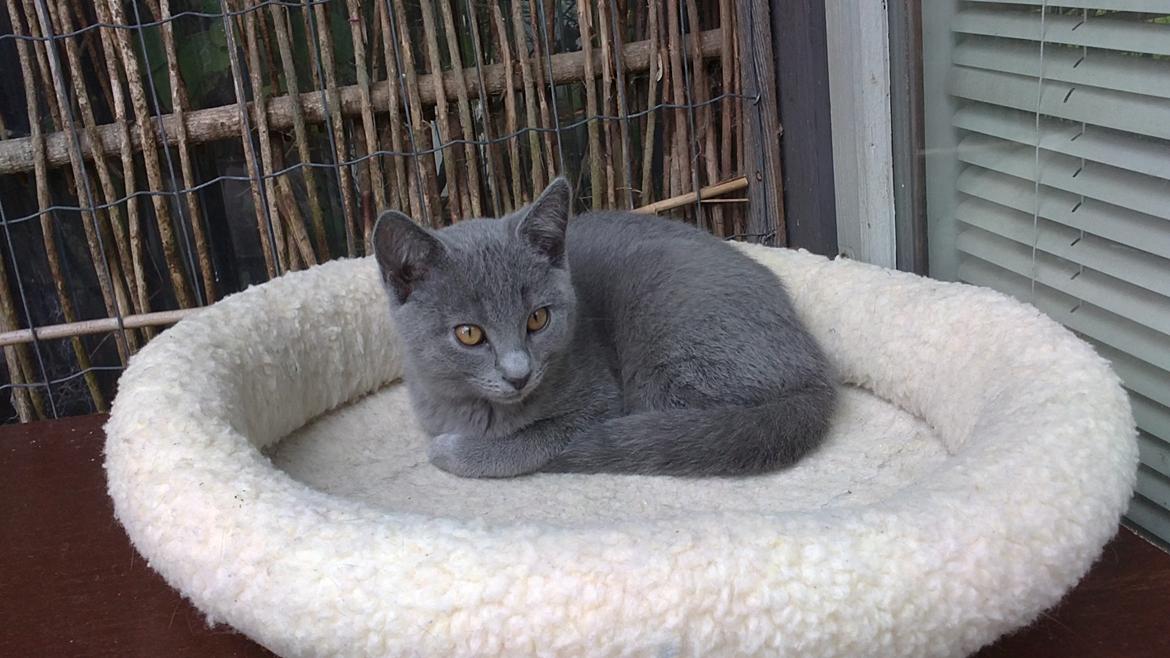 Chartreux Gizmo - Den lille-bitte killing med den vilde spinde-motor, som vi faldt pladask for hos Lone og Per billede 3