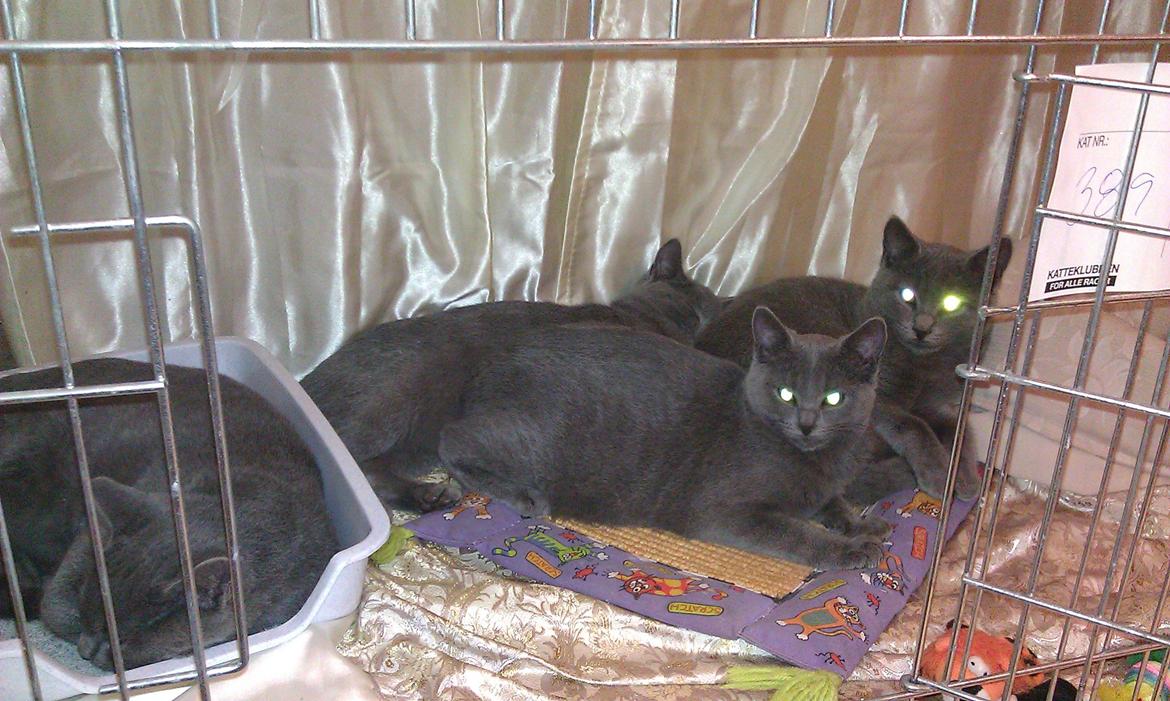 Chartreux Gizmo - Gizmo med søskende til Halloween stævnet et par uger før han flyttede ind hos os billede 4