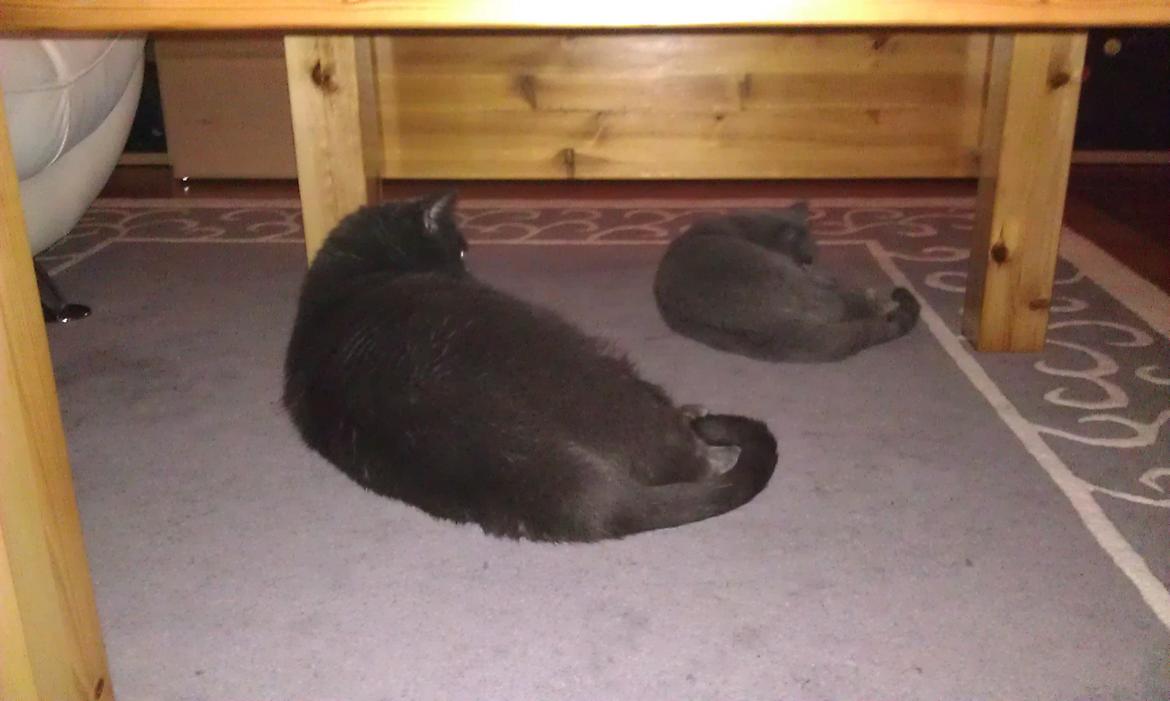 Chartreux Gizmo - Store Tom og lille Gizmo kun 2 uger efter indflytningen billede 5