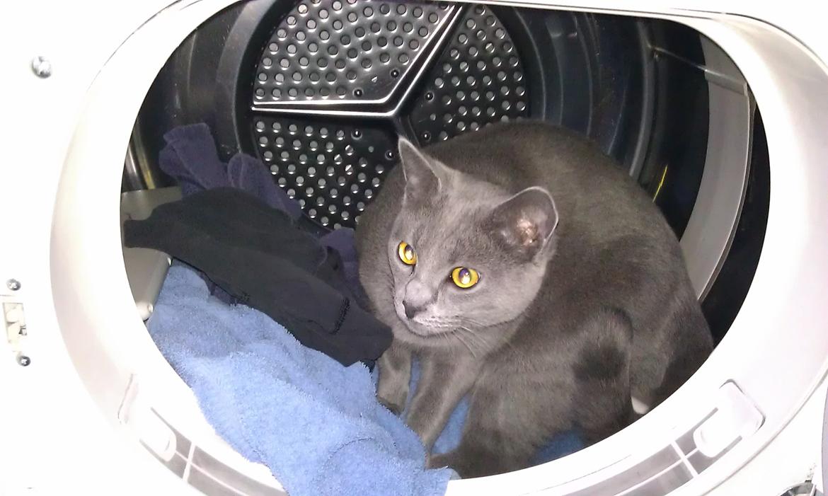 Chartreux Gizmo - Gizmo skal ALTID deltage når der foregår noget... hvad som helst. billede 6