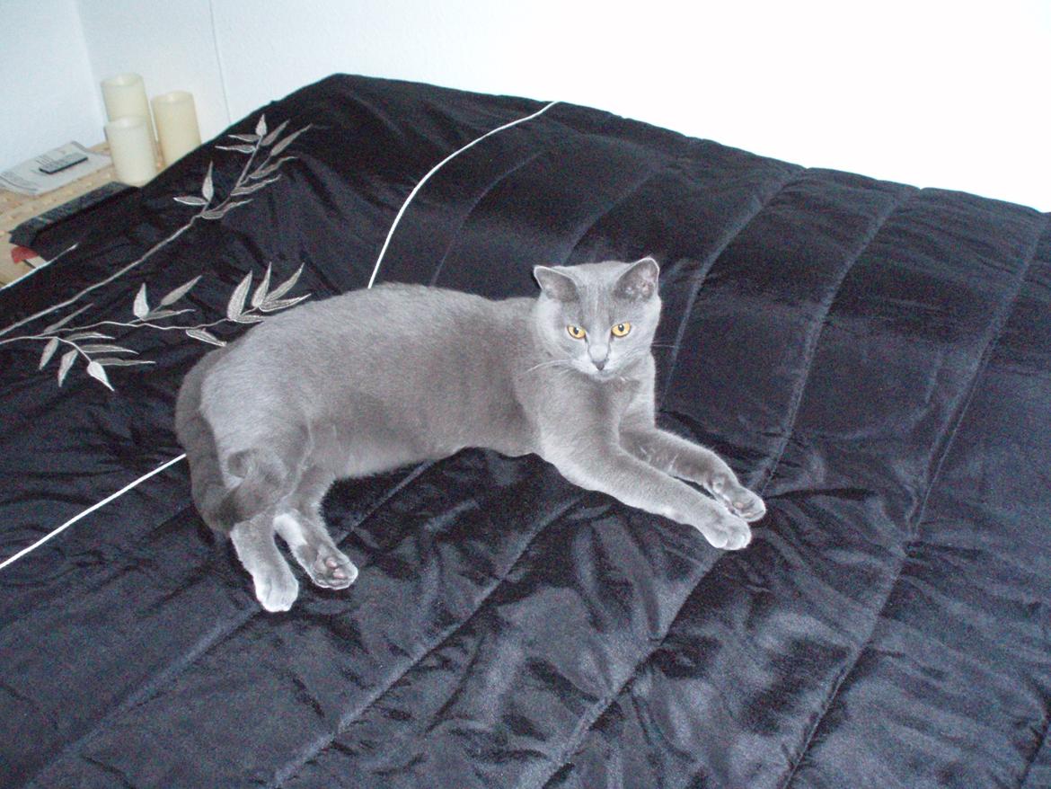 Chartreux Gizmo - Smukke Gizmo leger fotomodel billede 7