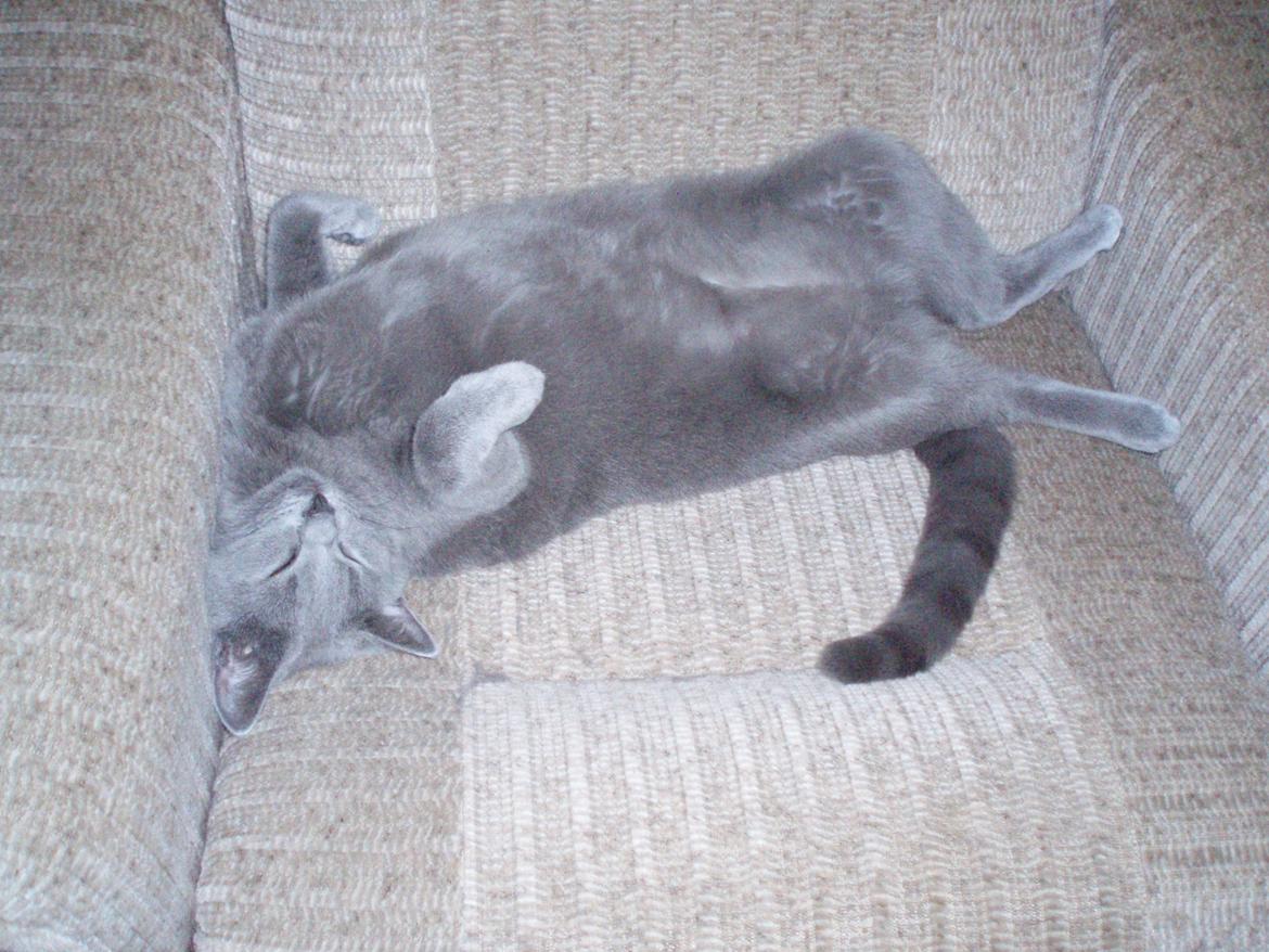 Chartreux Gizmo - Kan man sove sådan? Tja, det ser sådan ud... billede 8