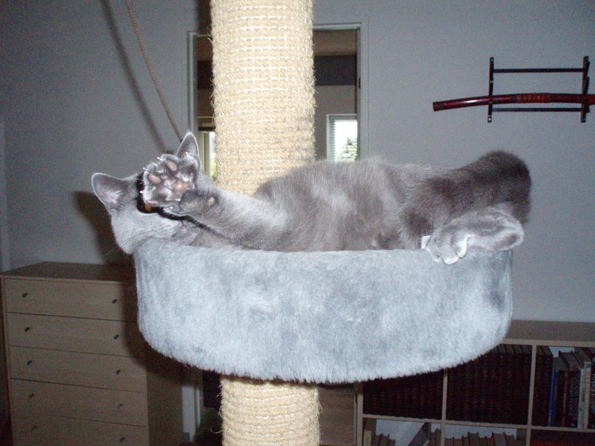 Chartreux Gizmo - Paparazzi! billede 9