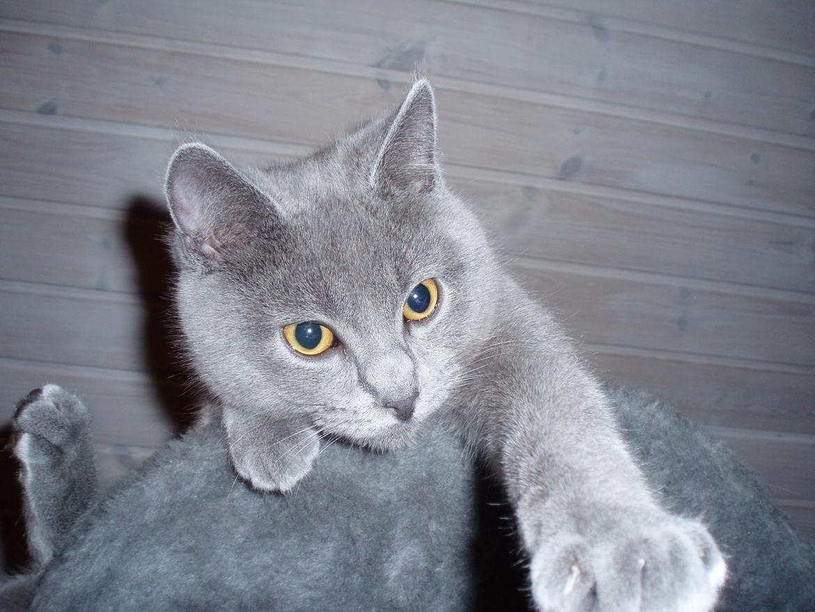 Chartreux Gizmo - Hvad er det for en sjov dims? Må jeg lege med den? Jeg vil gerne! billede 10