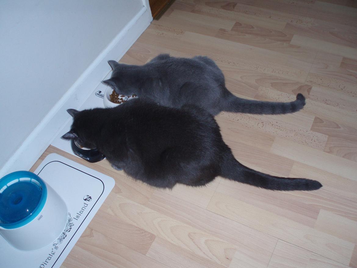 Chartreux Gizmo - Så er der serveret! billede 11