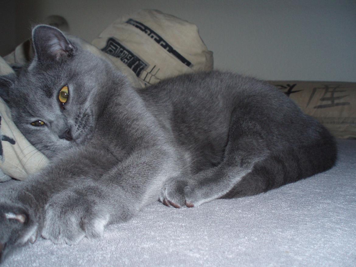 Chartreux Gizmo - Man ved vel godt hvad en hovedpude skal bruges til. billede 12