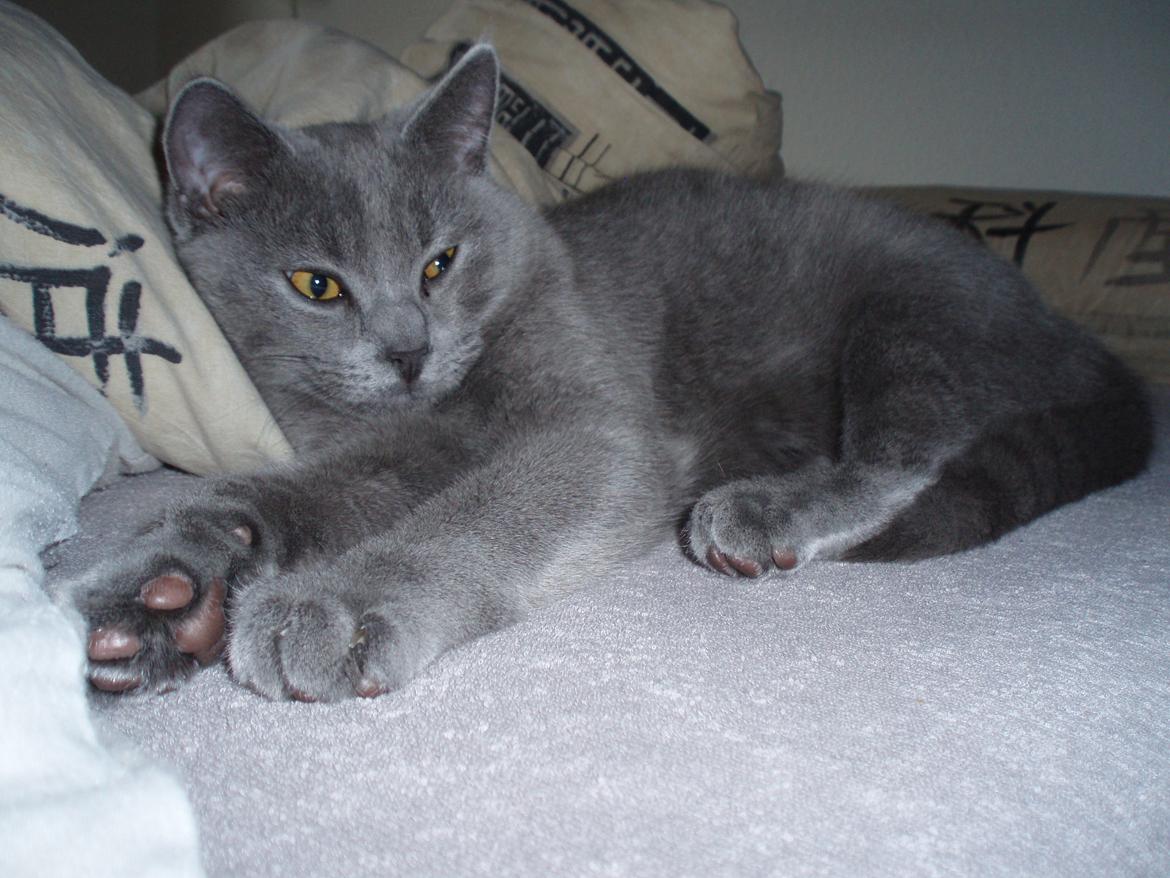 Chartreux Gizmo billede 13