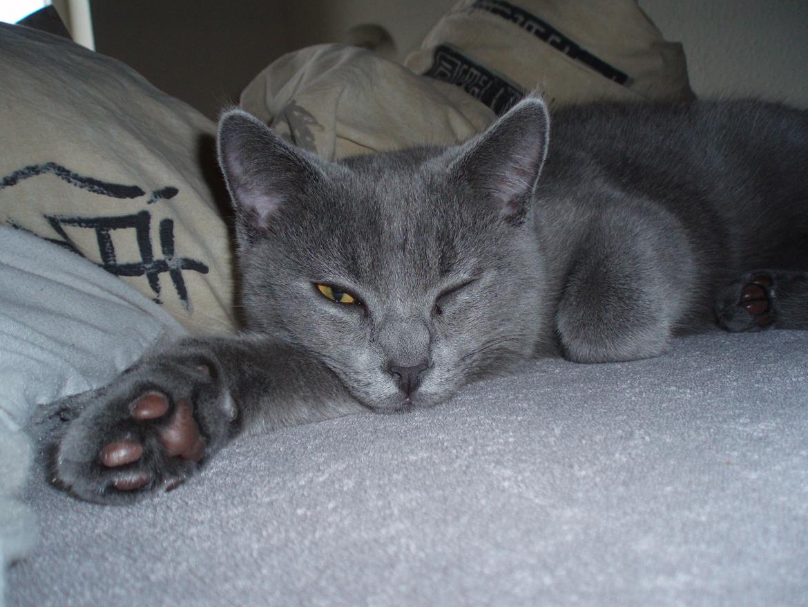 Chartreux Gizmo billede 14
