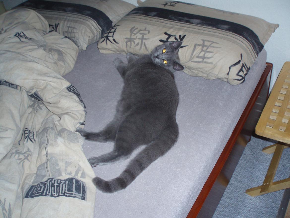 Chartreux Gizmo - En lille kat fylder en stor plads. billede 15