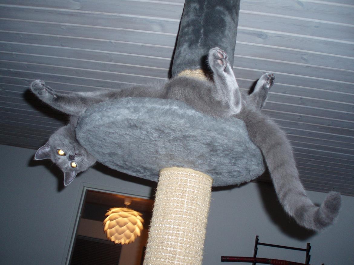 Chartreux Gizmo - Ja, sådan ligger man RIGTIG godt. billede 16