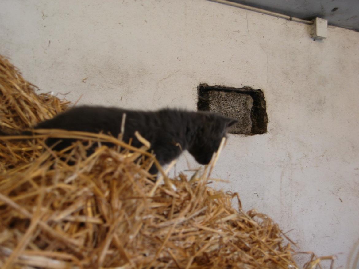 Huskat Joker<3 (Sov sødt min lille nusse<3) R.I.P billede 13