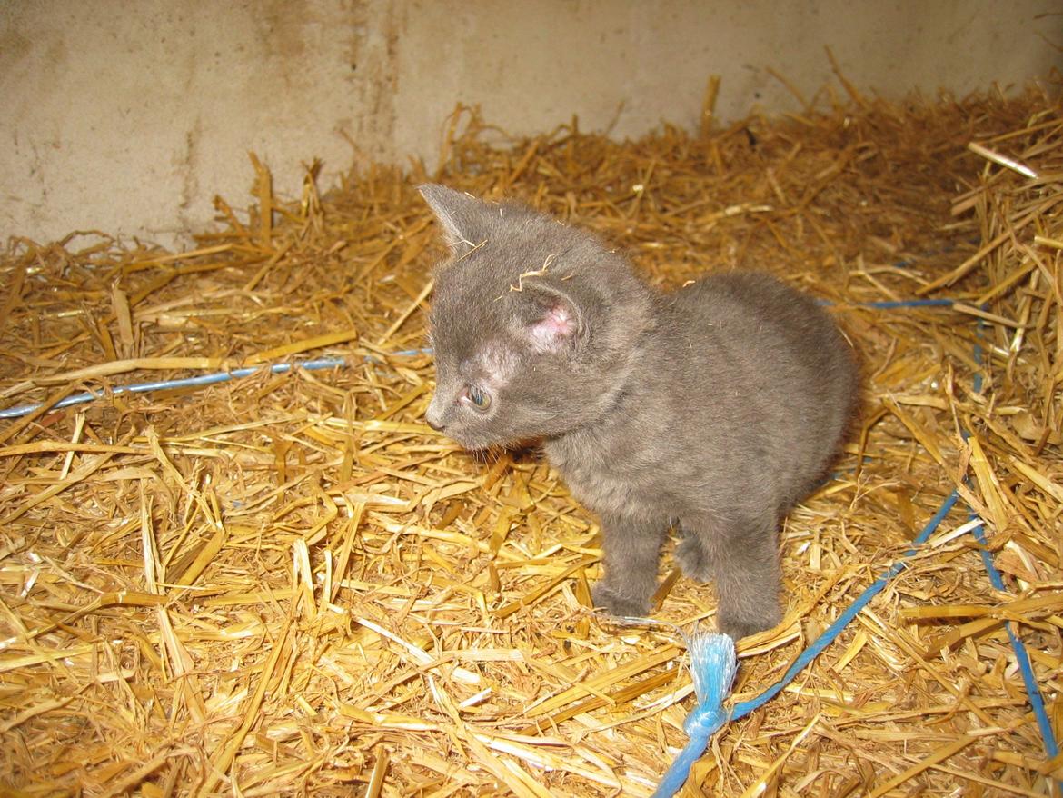 Huskat Joker<3 (Sov sødt min lille nusse<3) R.I.P billede 15