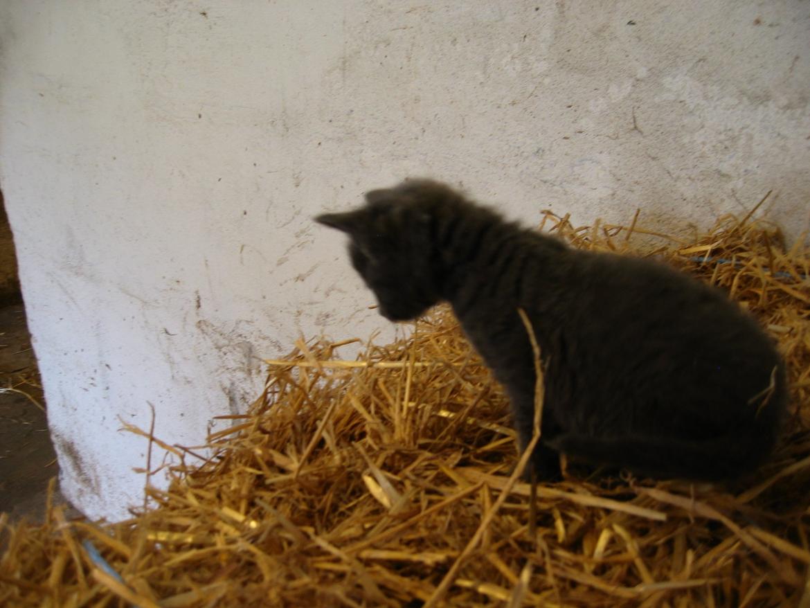 Huskat Joker<3 (Sov sødt min lille nusse<3) R.I.P billede 16