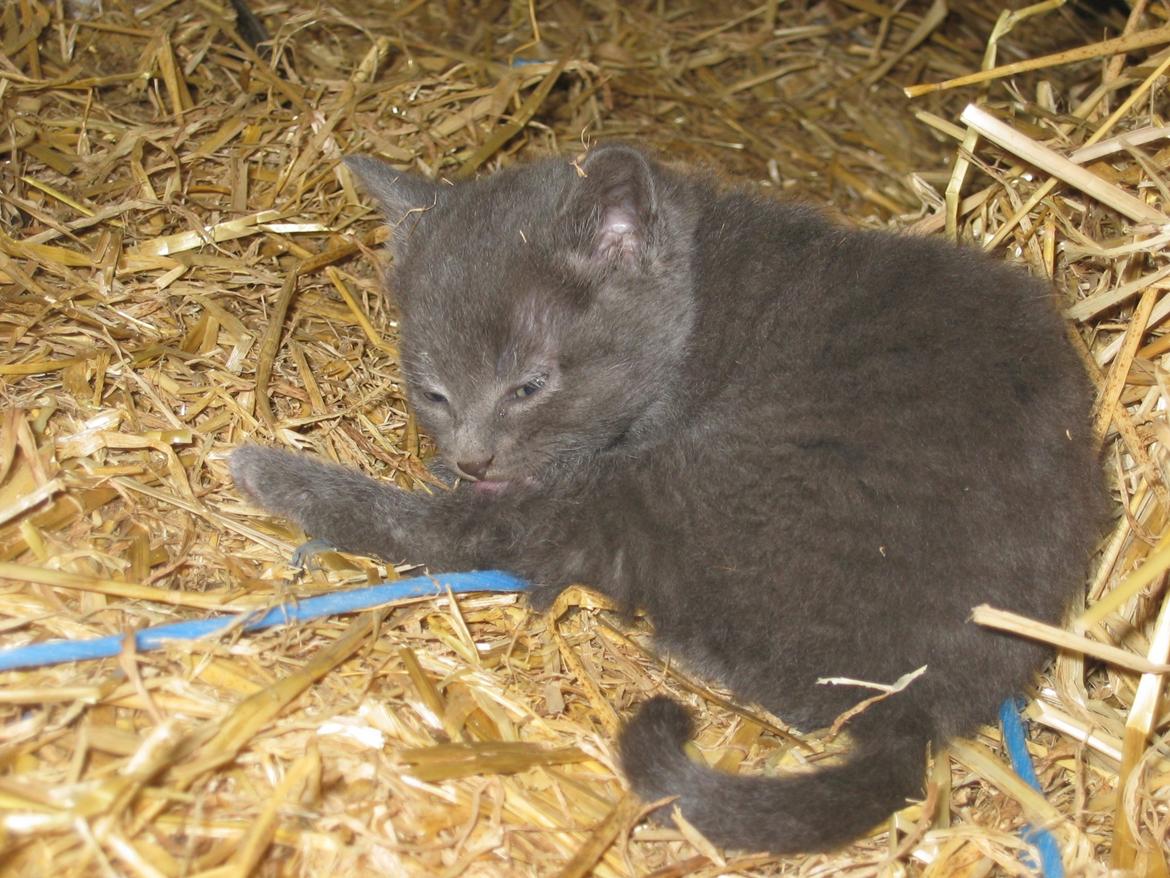 Huskat Joker<3 (Sov sødt min lille nusse<3) R.I.P billede 17