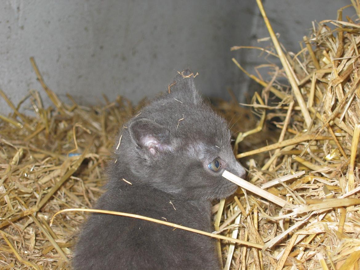 Huskat Joker<3 (Sov sødt min lille nusse<3) R.I.P billede 18