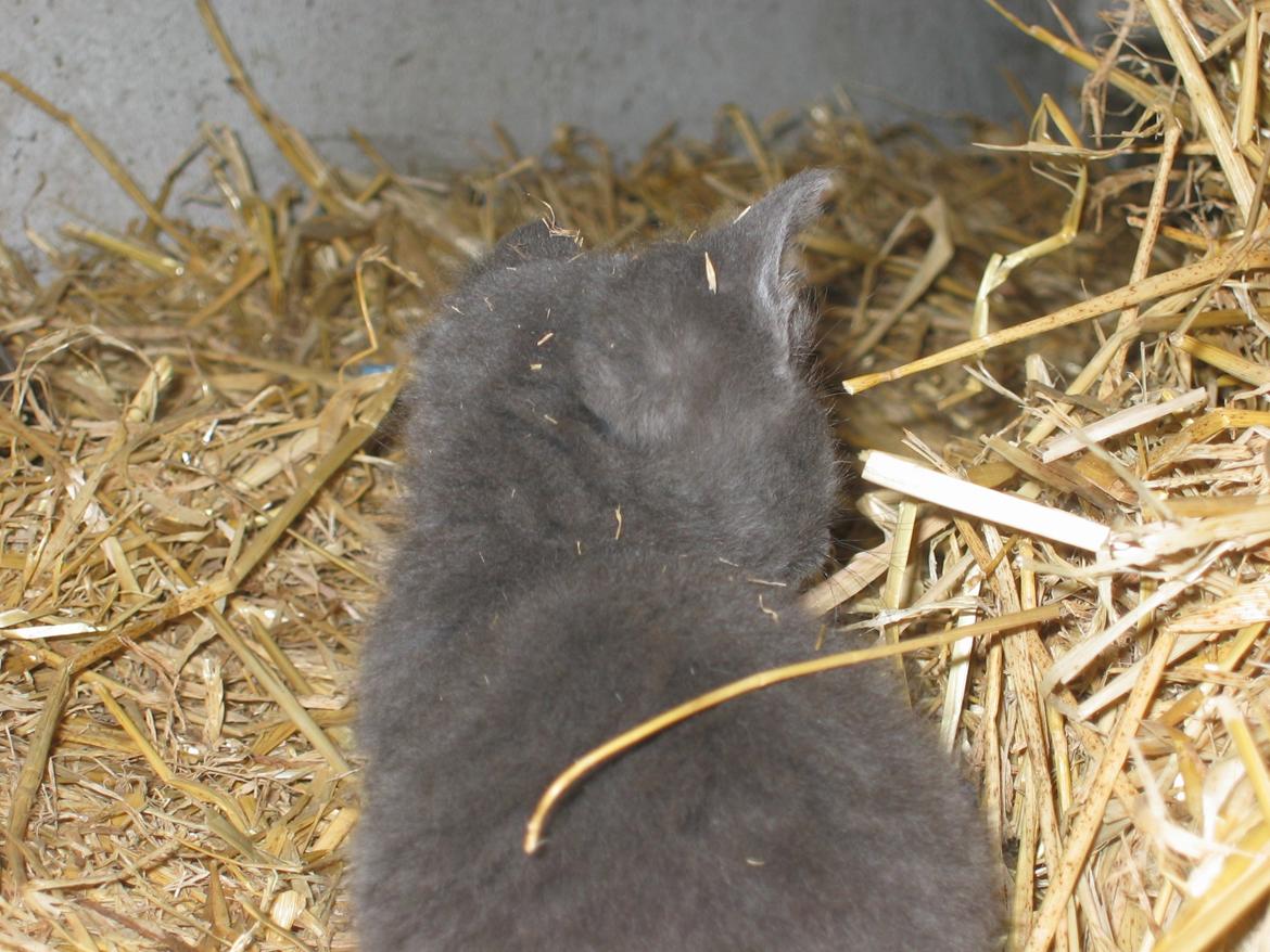 Huskat Joker<3 (Sov sødt min lille nusse<3) R.I.P billede 19