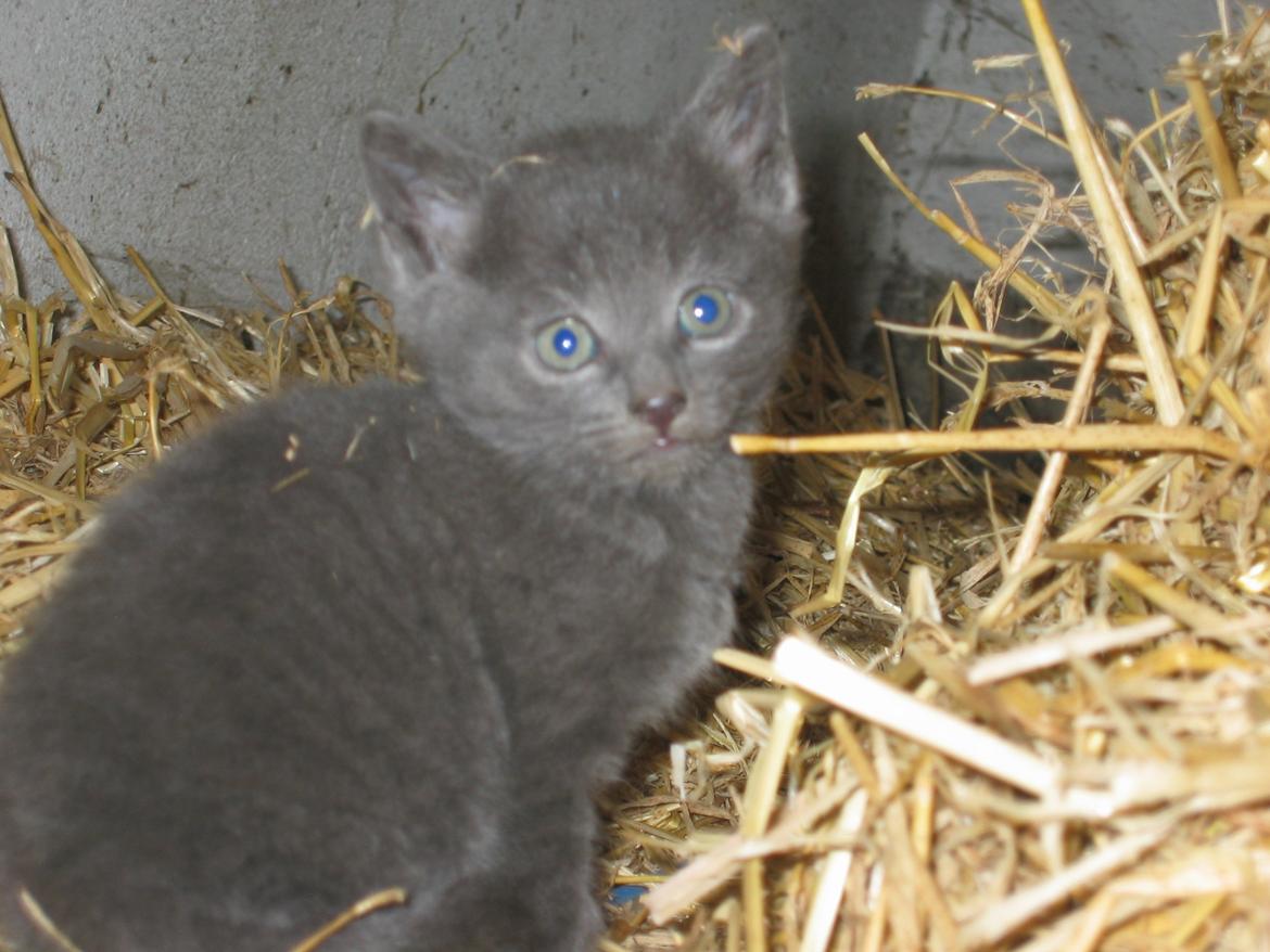 Huskat Joker<3 (Sov sødt min lille nusse<3) R.I.P billede 2