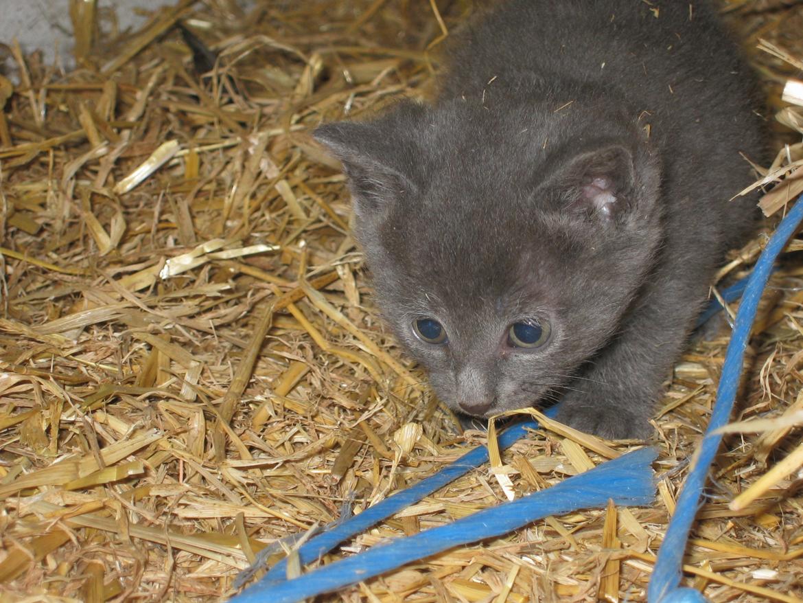 Huskat Joker<3 (Sov sødt min lille nusse<3) R.I.P billede 5