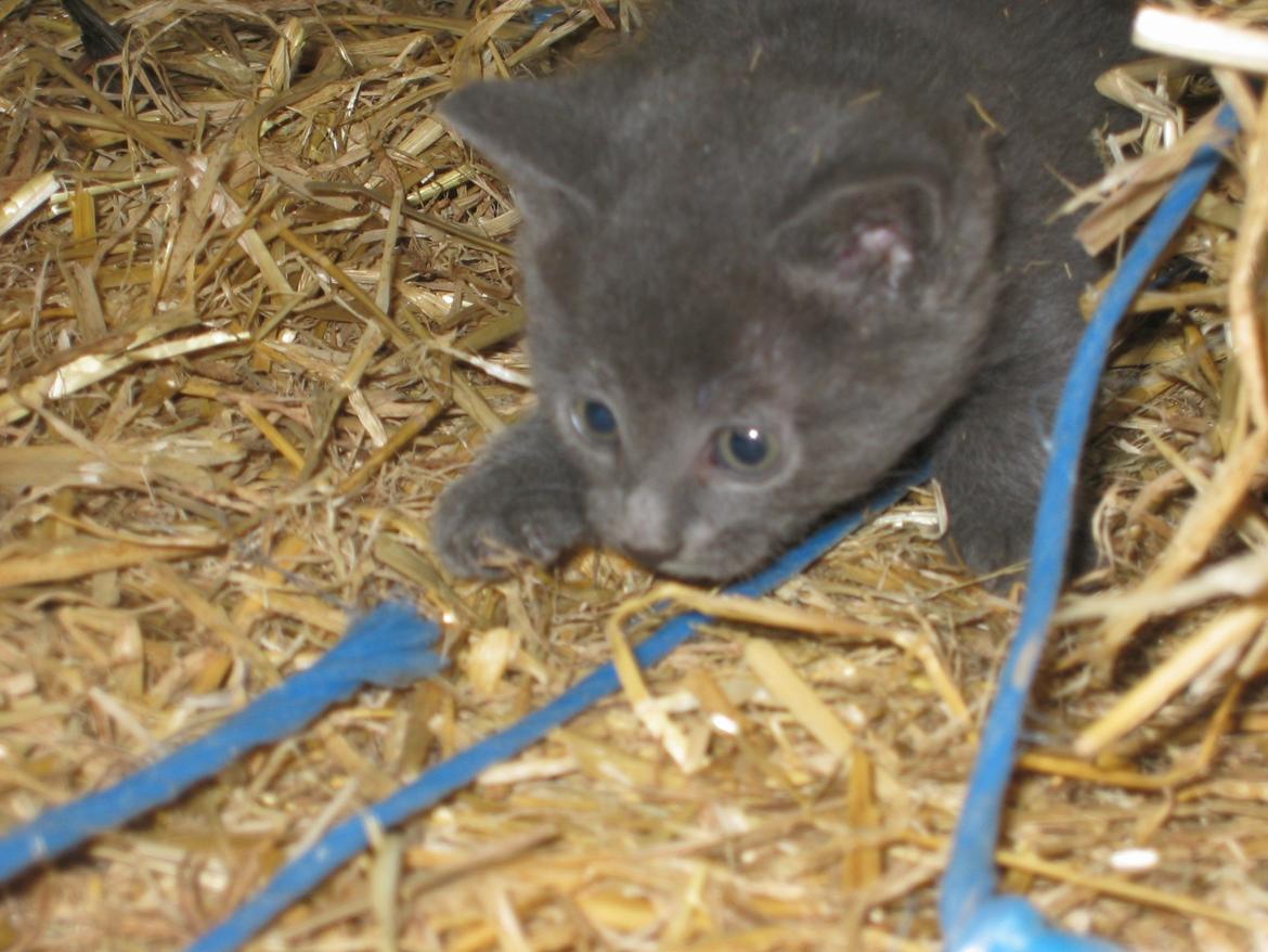 Huskat Joker<3 (Sov sødt min lille nusse<3) R.I.P billede 3