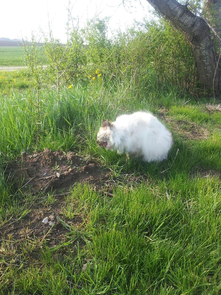 Blanding af racer Silke - Der spises græs billede 1