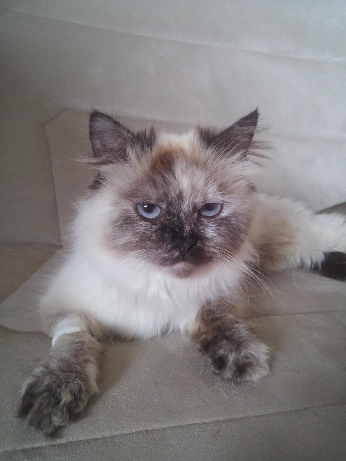 Blanding af racer Silke - Den dag hun kom hjem fra dyrlægen billede 5