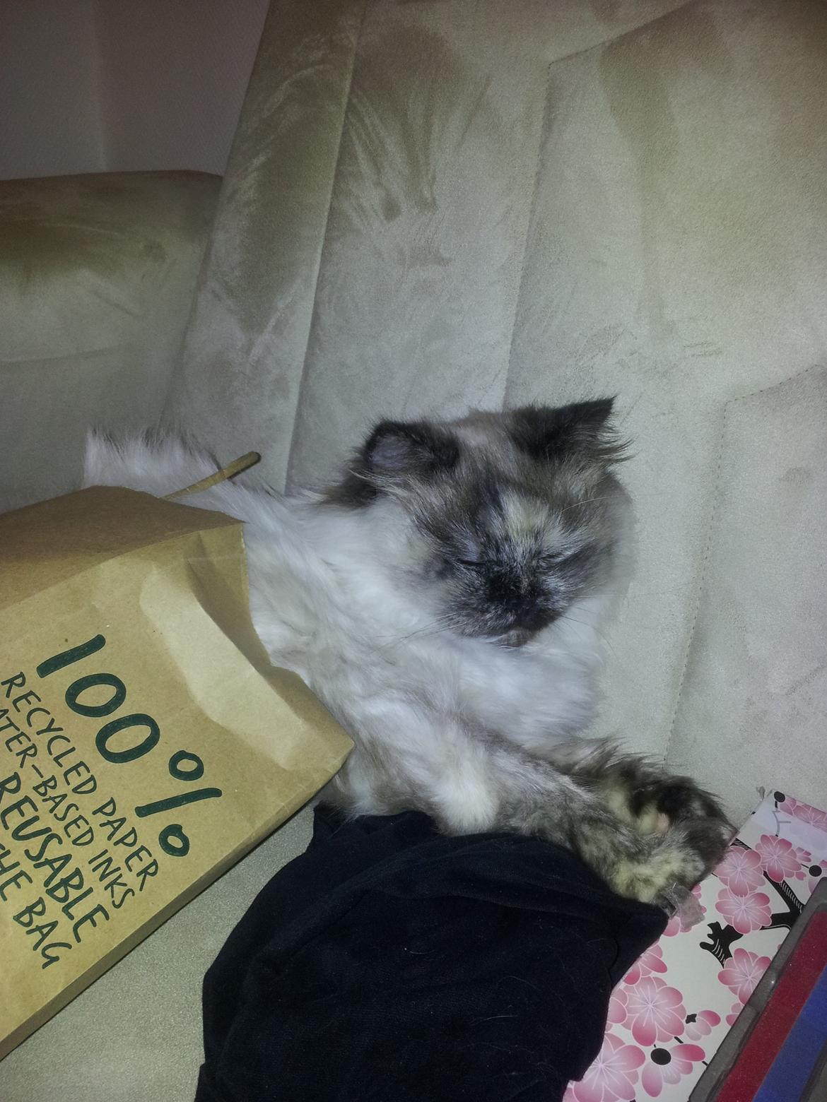 Blanding af racer Silke - Hun var selv kravlet ned i posen billede 8