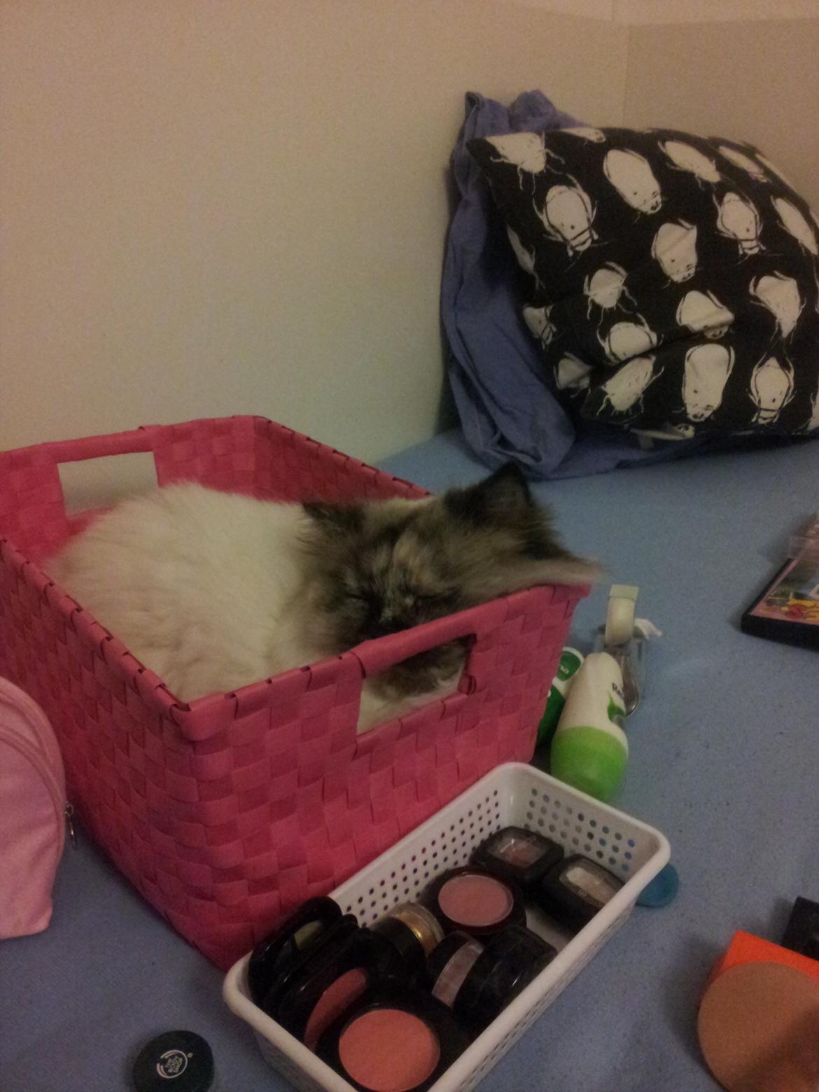 Blanding af racer Silke - Underligt sted at sove Silke billede 9