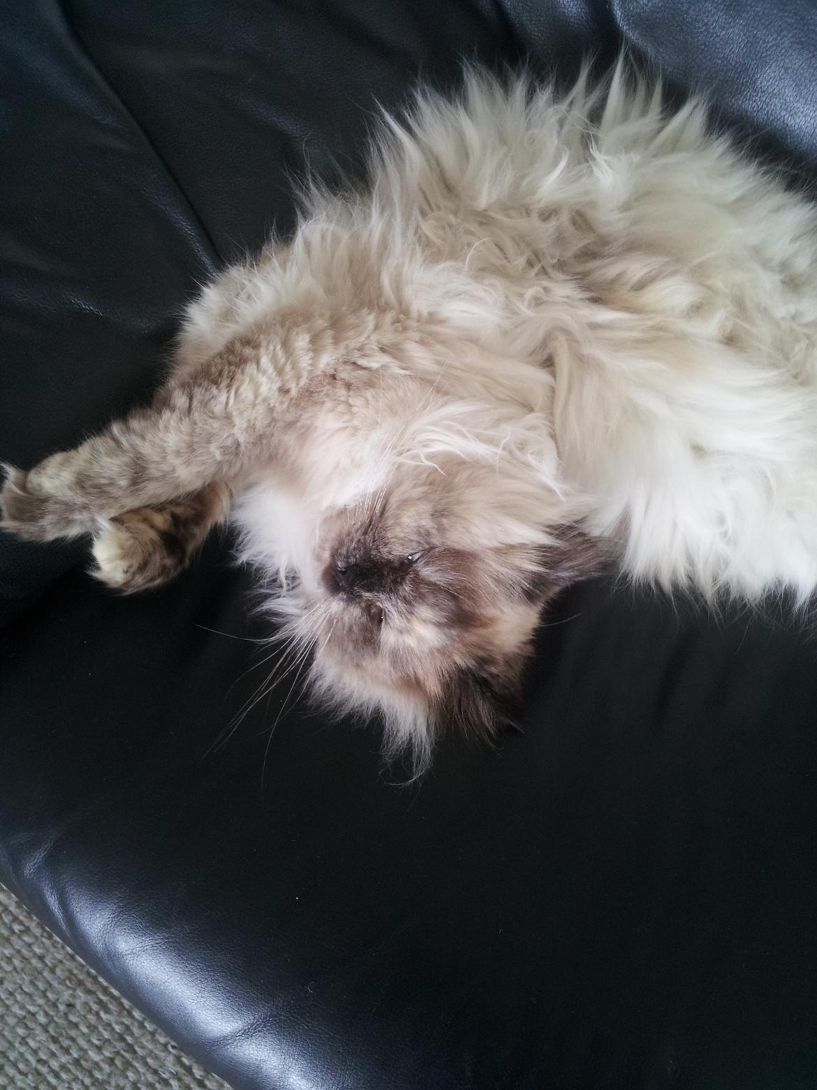 Blanding af racer Silke billede 12