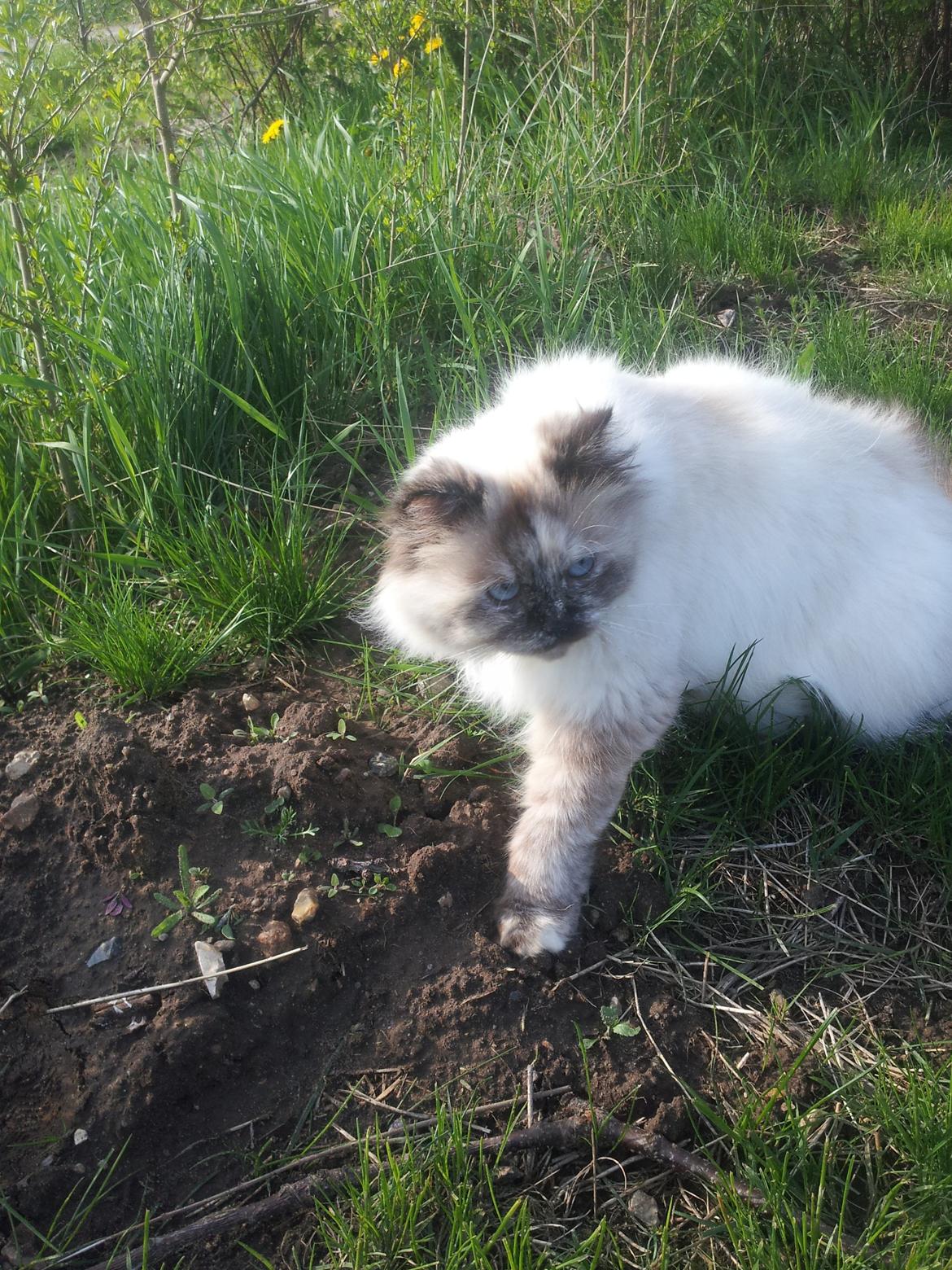 Blanding af racer Silke billede 2