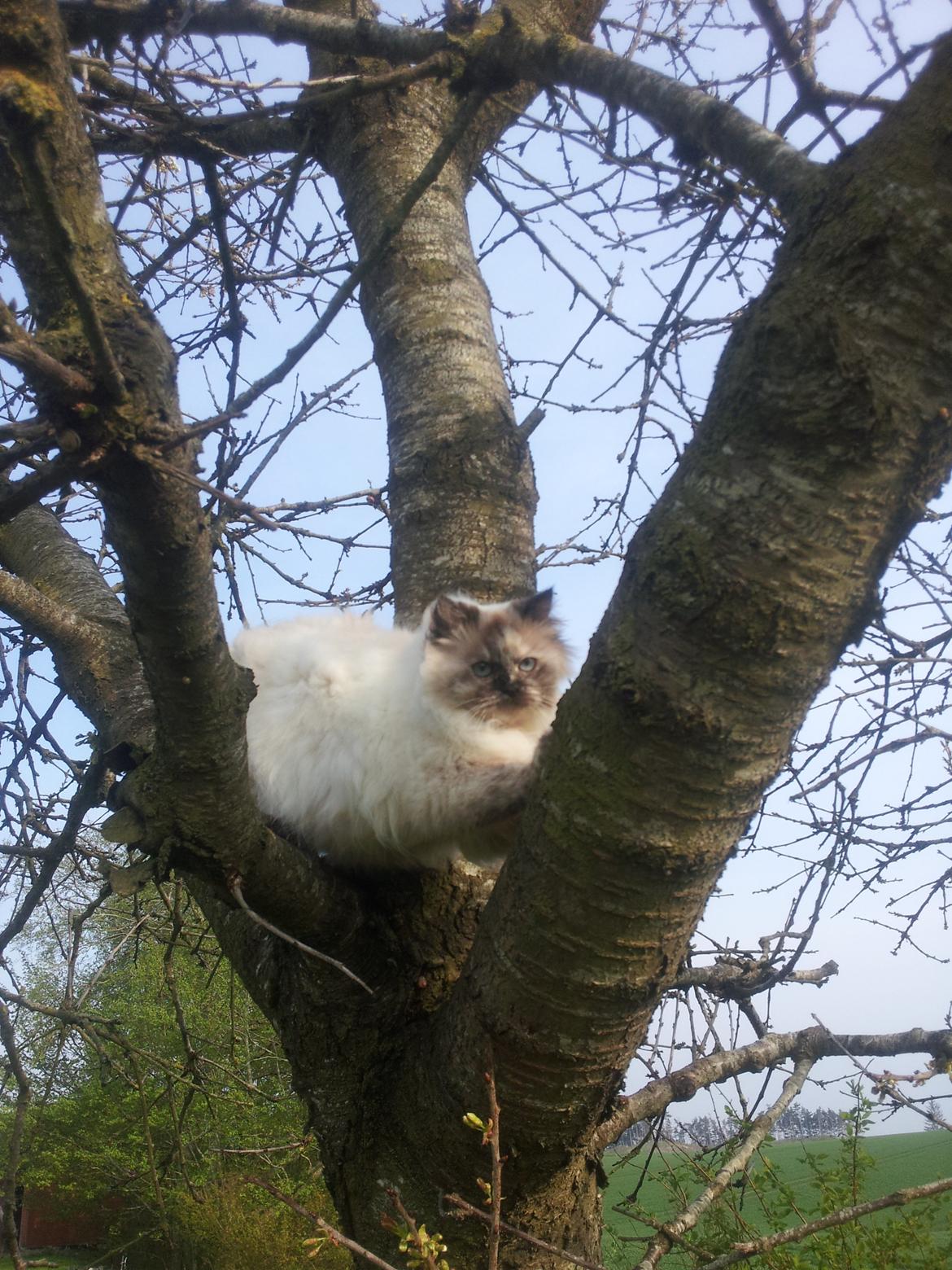 Blanding af racer Silke billede 3